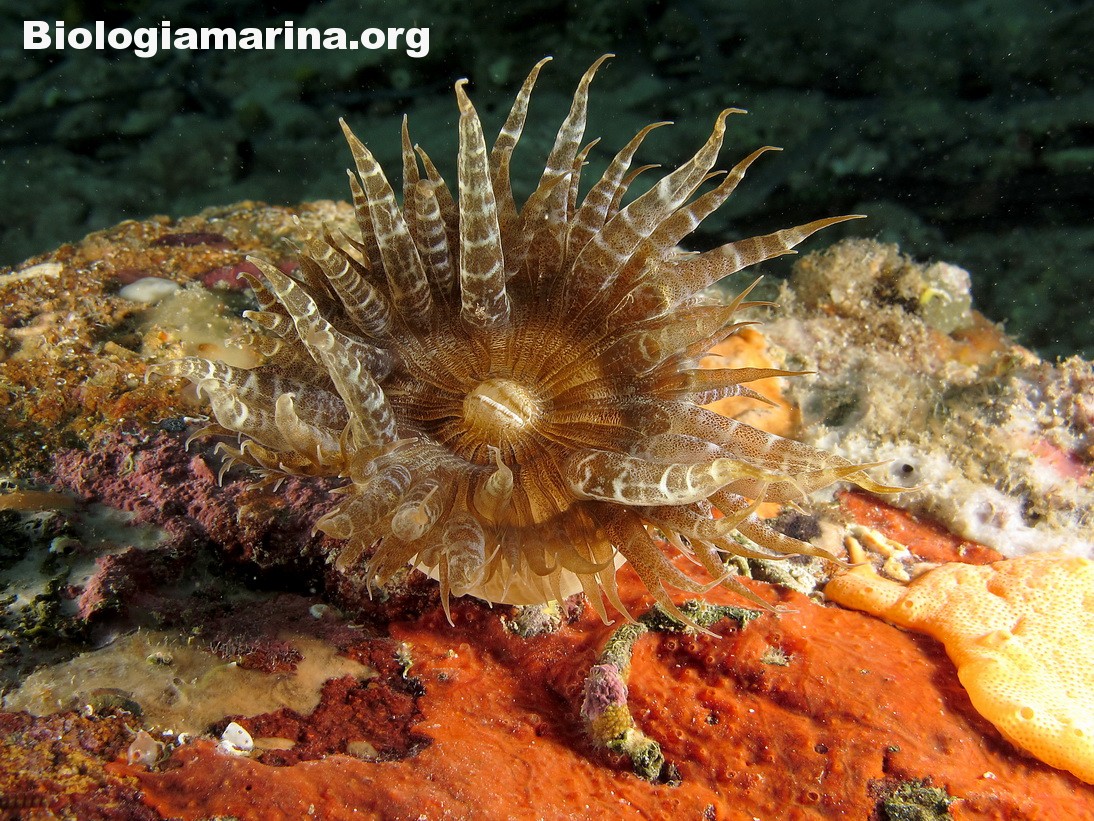 Представитель Семейства Phymanthidae